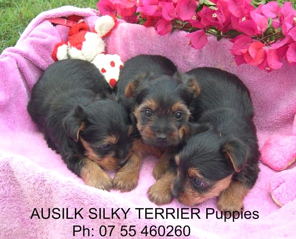 Picture Silky Terrier puppies-0