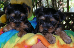 ausilk Yorkshire Terrier puppy