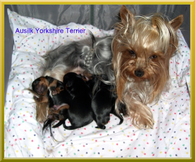 Mum with Yorkshire Terrier puppies
