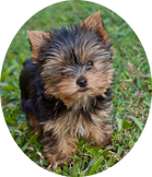 ausilk Yorkshire Terrier puppy